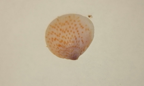 Glycymeris taylori