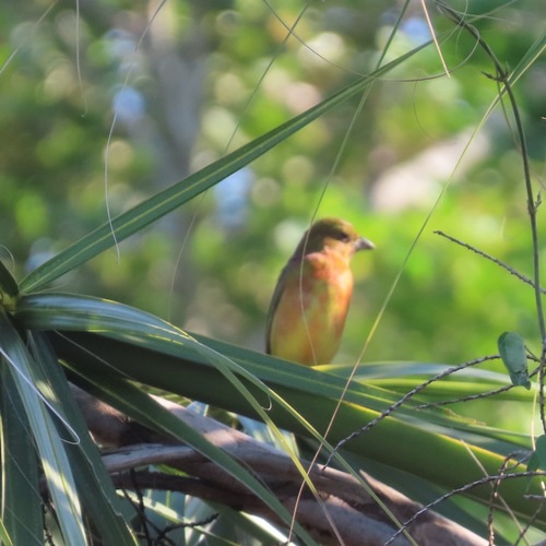 Summer Tanager (Piranga rubra)