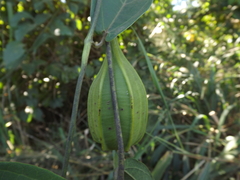 Piperales