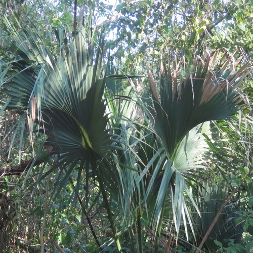 Mexican Palmetto (Sabal mexicana)