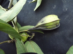 Piperales