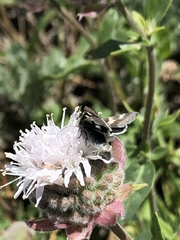 Heliothodes diminutiva