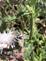 Heliothodes diminutiva