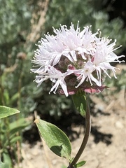 Heliothodes diminutiva