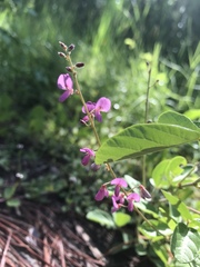 Desmodium rotundifolium