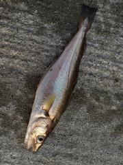 Merlangius merlangus