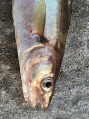 Merlangius merlangus