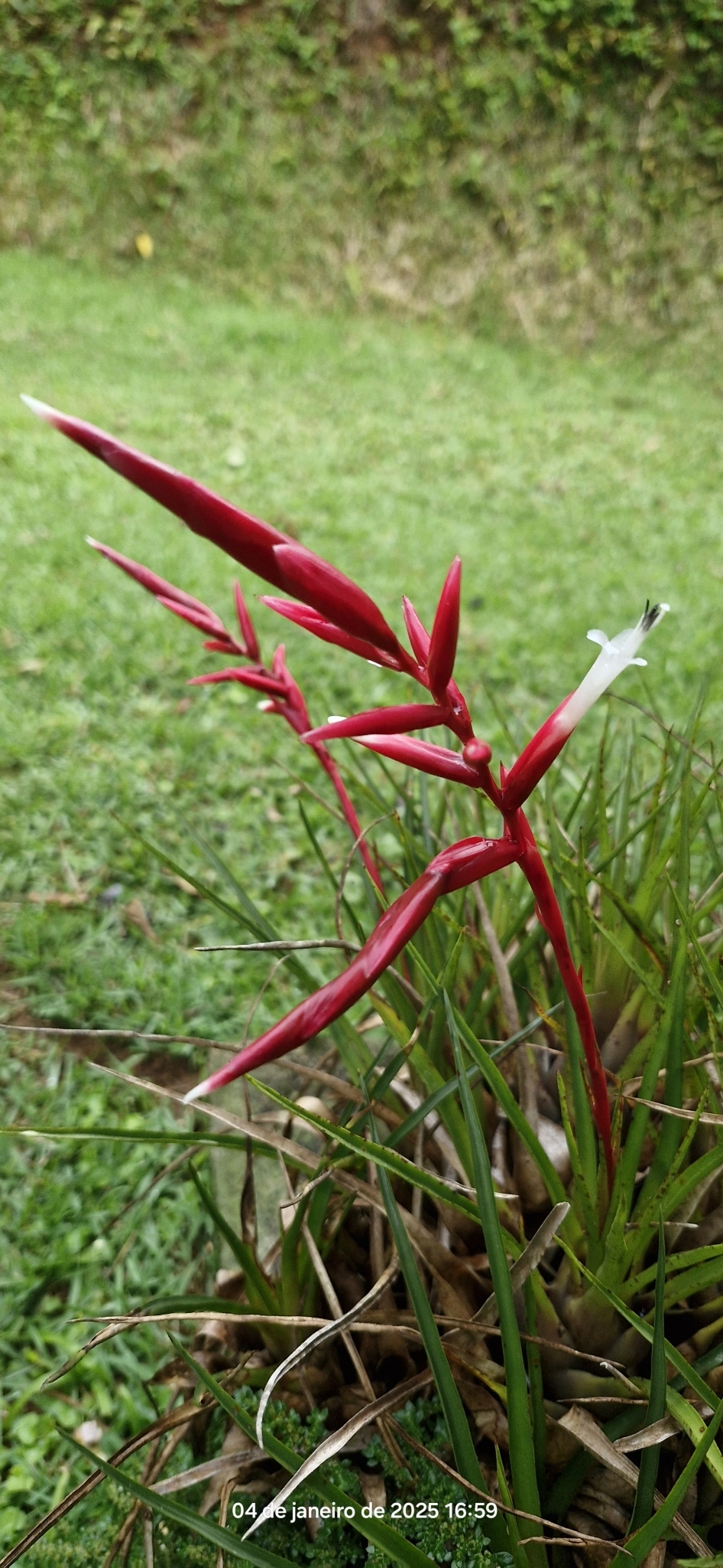 Vriesea corcovadensis