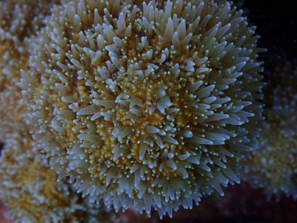 Pillar Coral in April 2019 by Pim Bongaerts · iNaturalist