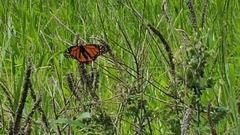 Danaus plexippus