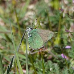 Callophrys dumetorum