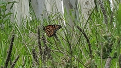 Danaus plexippus