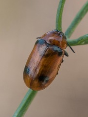 Coptocephala