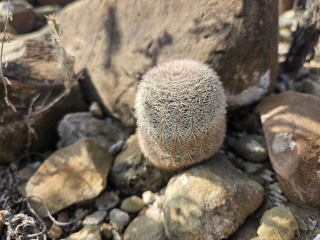 Foto de Cacto ouriço