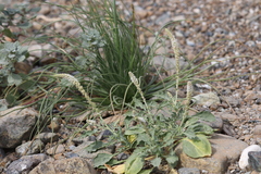 Reseda aucheri
