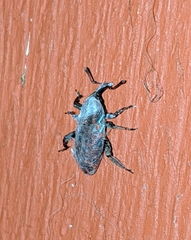 Steremnius carinatus