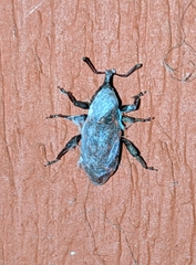 Steremnius carinatus