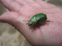 Chrysina orizabae