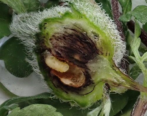 Asphondylia ambrosiae photo 2
