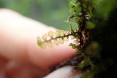 Scapania undulata