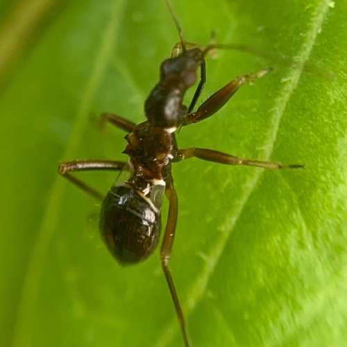 Ant Damselbug, Amsterdam Nieuw-West, Amsterdam, Nederland, photo 10 of 10