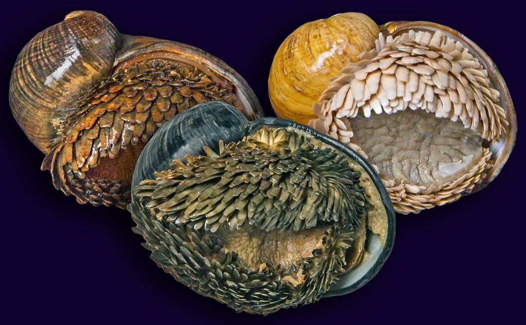 Peltospirid Snails