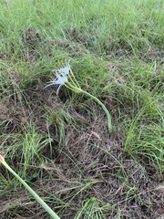 Hymenocallis occidentalis eulae