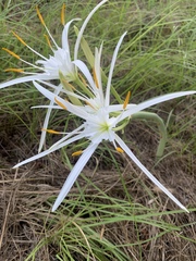 Hymenocallis occidentalis eulae