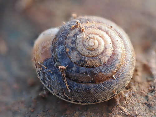 Helicella cistorum