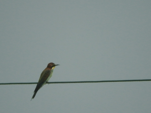 Merops apiaster