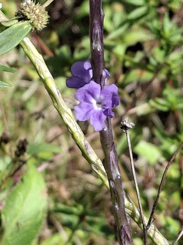 Foto de Verbena de Nanã