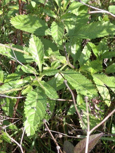 Foto de Verbena de Nanã