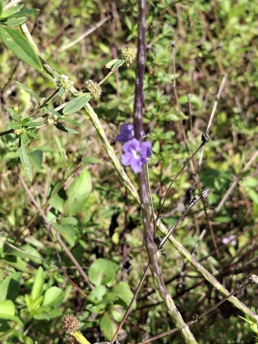 Foto de Verbena de Nanã