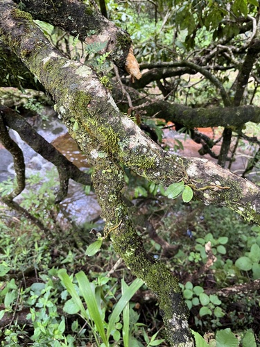 Aerangis somalensis (Schltr.) Schltr. 3