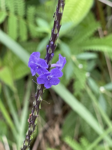 Foto de Gervão-azul