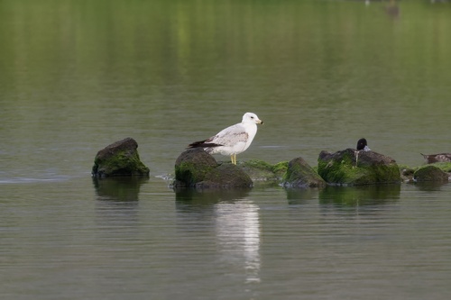 Ring-billed Gull photographed in Hawaii