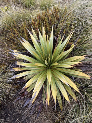 Celmisia coriacea, photograph 3