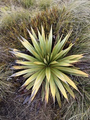 Celmisia coriacea, photograph (c) Hannah Rogers, some rights reserved (CC BY)