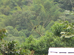 Ramphastos brevis