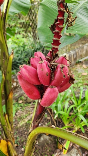 Foto de Bananeira de jardim