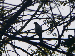 Micrastur ruficollis