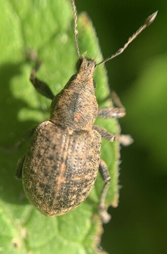 chequered weevil, Amsterdam Nieuw-West, Amsterdam, Nederland, photo 10 of 10