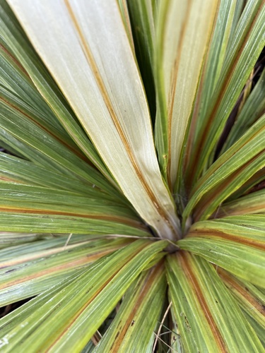 Celmisia coriacea, photograph 4