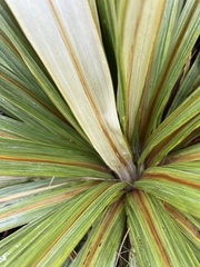 Celmisia coriacea, photograph (c) Hannah Rogers, some rights reserved (CC BY)