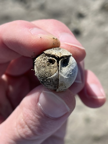 Martesia striata observed 2025-01-04