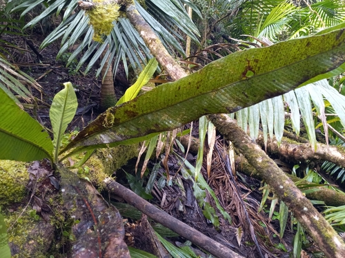 Foto de Samambaia-açu