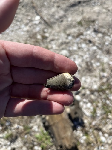 Martesia striata observed 2025-01-04