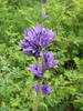 Clustered Bellflower - Photo (c) Andrey Efremov, some rights reserved (CC BY-NC), uploaded by Andrey Efremov