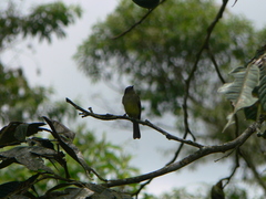 Leptopogon superciliaris