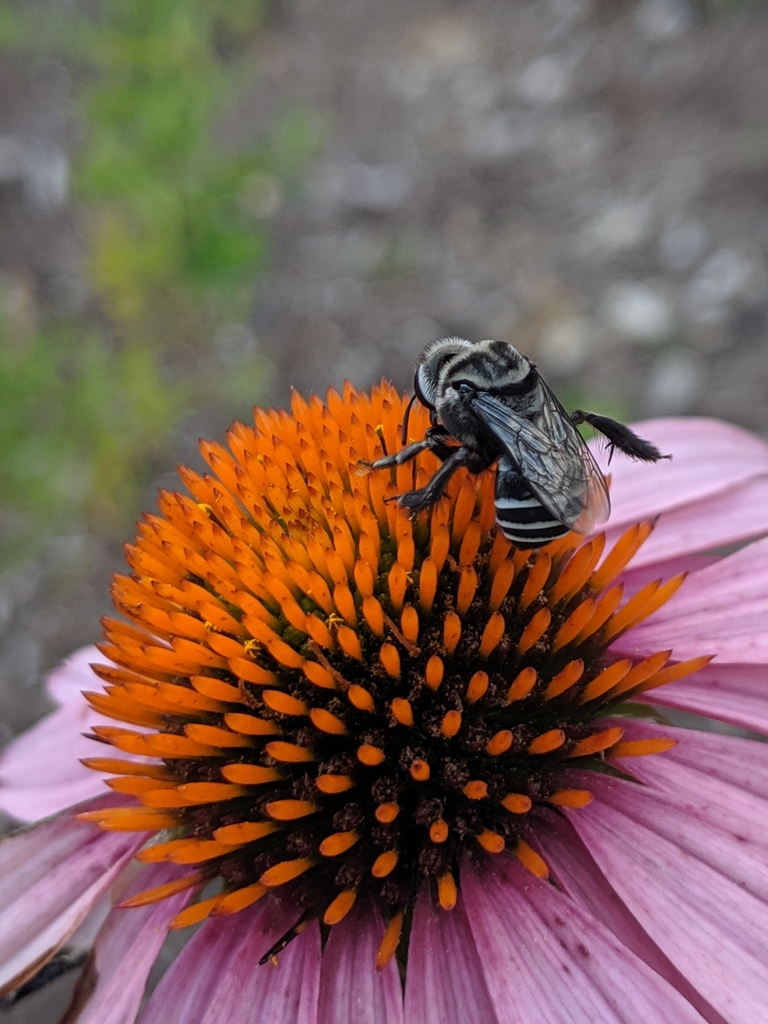 Morning Glory Turret Bee